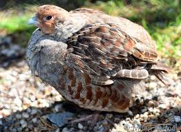 Attēlu rezultāti vaicājumam “Perdix perdix”