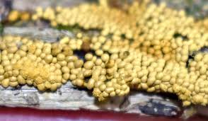 Attēlu rezultāti vaicājumam “Hemitrichia chrysospora”