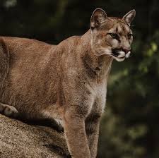 Image result for Craigmount Cougars