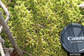 Attēlu rezultāti vaicājumam “Sphagnum girgensohnii”