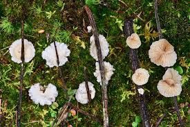 Attēlu rezultāti vaicājumam “Crepidotus versutus”