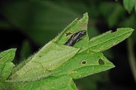 Attēlu rezultāti vaicājumam “Celypha siderana”