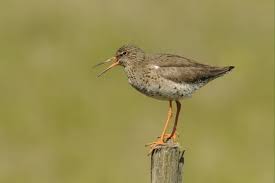 Attēlu rezultāti vaicājumam “Tringa totanus adult”