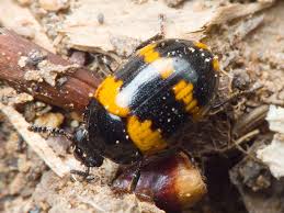 Attēlu rezultāti vaicājumam “Diaperis boleti”