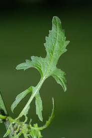 Attēlu rezultāti vaicājumam “Sisymbrium loeselii leaf”