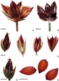 Attēlu rezultāti vaicājumam “Juncus articulatus”