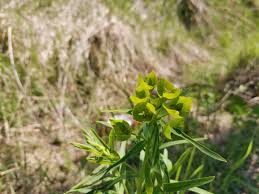 Attēlu rezultāti vaicājumam “Euphorbia virgata leaf”