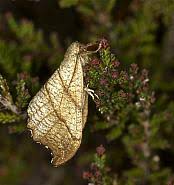 Attēlu rezultāti vaicājumam “Falcaria lacertinaria”