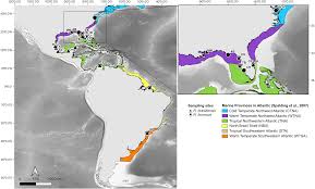 Image result for Rhinoptera brasiliensis