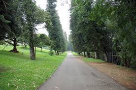 Image result for шри ланка королевский ботанический сад