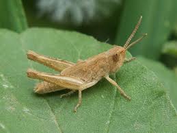 Attēlu rezultāti vaicājumam “Chortippus sp.”