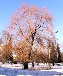 Attēlu rezultāti vaicājumam “Salix x doniana”
