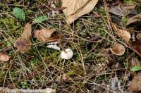 Image result for Melanoleuca rasilis var. pseudoluscina
