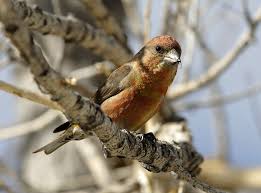 Image result for Loxia curvirostra