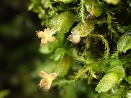 Attēlu rezultāti vaicājumam “Frullania dilatata”