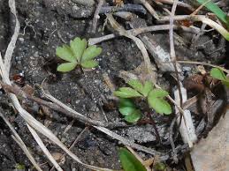 Attēlu rezultāti vaicājumam “Anemone nemorosa leaf”
