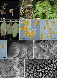 Attēlu rezultāti vaicājumam “Gymnosporangium cornutum”