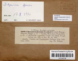 Attēlu rezultāti vaicājumam “Didymium tussilaginis sessile”