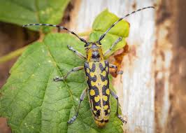 Attēlu rezultāti vaicājumam “Saperda scalaris”