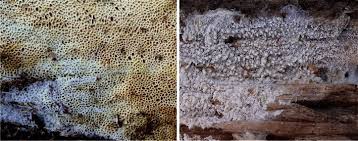 Attēlu rezultāti vaicājumam “Sidera lenis”