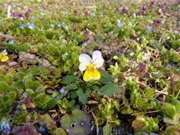 Attēlu rezultāti vaicājumam “Viola tricolor subsp. curtisii bud”