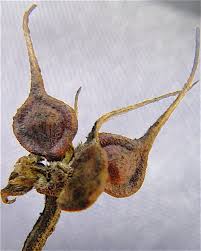 Attēlu rezultāti vaicājumam “Clematis fruit”