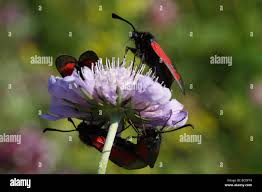 Attēlu rezultāti vaicājumam “Zygaena minos”