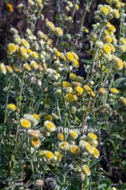 Image result for Helichrysum foetidum