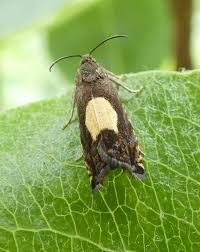 Attēlu rezultāti vaicājumam “Pammene rhediella”