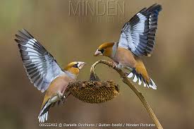 Attēlu rezultāti vaicājumam “Coccothraustes coccothraustes adult”