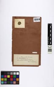 Attēlu rezultāti vaicājumam “Nostoc pruniforme”