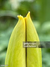 Attēlu rezultāti vaicājumam “Tulipa sylvestris bud”