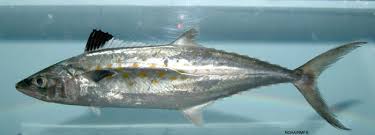 Image result for Scomberomorus maculatus