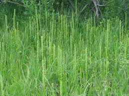 Attēlu rezultāti vaicājumam “Nardus stricta flower”