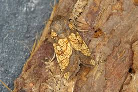 Attēlu rezultāti vaicājumam “Gortyna flavago”