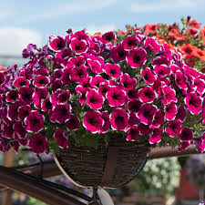 Image result for Petunia