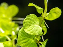 Attēlu rezultāti vaicājumam “Lysimachia nummularia leaf”