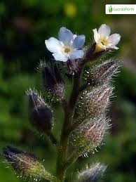 Attēlu rezultāti vaicājumam “Myosotis stricta fruit”