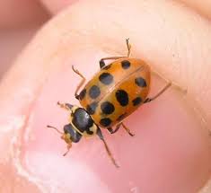 Attēlu rezultāti vaicājumam “Hippodamia tredecimpunctata”