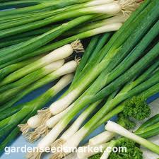 Résultat de recherche d'images pour "Allium fistulosum"
