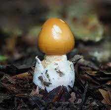 Attēlu rezultāti vaicājumam “Amanita crocea”