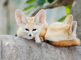 Attēlu rezultāti vaicājumam “Vulpes zerda”