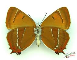 Attēlu rezultāti vaicājumam “Thecla betulae male”