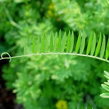 Attēlu rezultāti vaicājumam “Vicia cracca leaf”