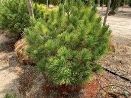 Image result for Pinus cembra