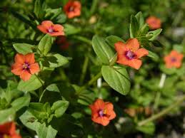 Attēlu rezultāti vaicājumam “Anagallis arvensis leaf”