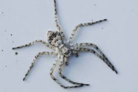 Attēlu rezultāti vaicājumam “Philodromus sp.”