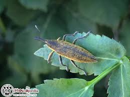 Attēlu rezultāti vaicājumam “Lixus iridis”