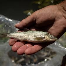 Image result for CALPAC Angling Club