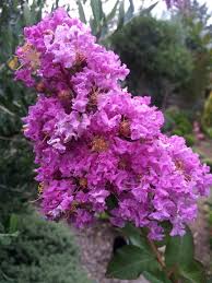 Image result for Lagerstroemia